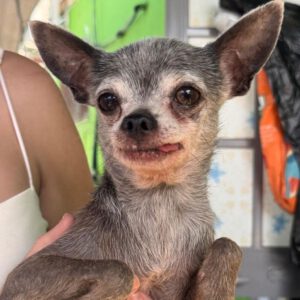 Chihuahua Beckham, 08/2013, ca. 24 cm