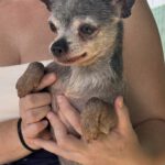 Chihuahua Beckham, 08/2013, ca. 24 cm