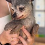 Chihuahua Beckham, 08/2013, ca. 24 cm