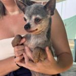 Chihuahua Beckham, 08/2013, ca. 24 cm