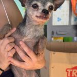 Chihuahua Beckham, 08/2013, ca. 24 cm