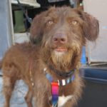 Wasserhund Mischling Benji, 07/2024, ca. 48 cm