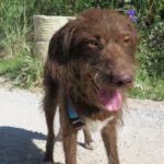 Wasserhund Mischling Benji, 07/2024, ca. 48 cm