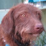 Wasserhund Mischling Benji, 07/2024, ca. 48 cm