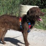 Wasserhund Mischling Benji, 07/2024, ca. 48 cm