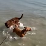 Wasserhund Mischling Benji, 07/2024, ca. 48 cm