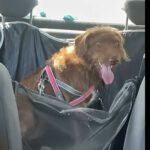 Wasserhund Mischling Benji, 07/2024, ca. 48 cm