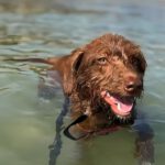 Wasserhund Mischling Benji, 07/2024, ca. 48 cm
