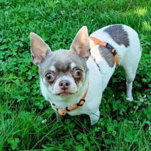 Chihuahua Betty Boop, 05/2019,ca. 25 cm, 66346 Püttlingen