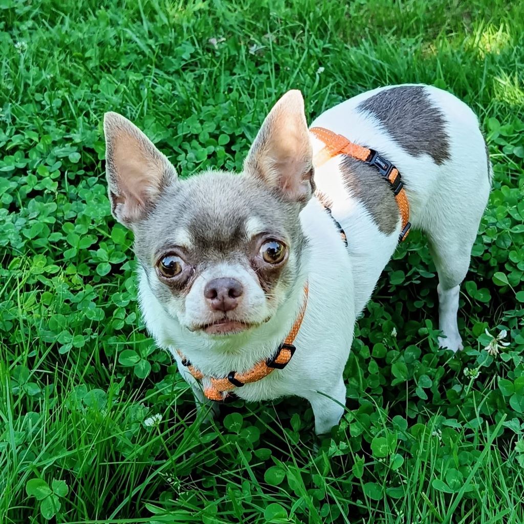 Chihuahua Betty Boop, 05/2019,ca. 25 cm, 66346 Püttlingen