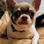 Chihuahua Betty Boop, 05/2019,ca. 25 cm, 66346 Püttlingen