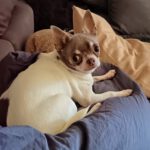 Chihuahua Betty Boop, 05/2019,ca. 25 cm, 66346 Püttlingen