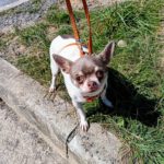 Chihuahua Betty Boop, 05/2019,ca. 25 cm, 66346 Püttlingen