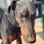 Dobermann Bob Marley, 08/2016, ca. 65 cm