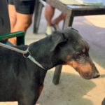 Dobermann Bob Marley, 08/2016, ca. 65 cm