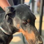 Dobermann Bob Marley, 08/2016, ca. 65 cm
