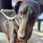 Dobermann Bob Marley, 08/2016, ca. 65 cm