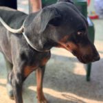 Dobermann Bob Marley, 08/2016, ca. 65 cm