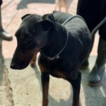 Dobermann Bob Marley, 08/2016, ca. 65 cm
