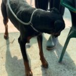 Dobermann Bob Marley, 08/2016, ca. 65 cm