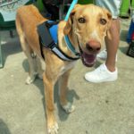 Labrador Mischling Bobby, 08/2024, ca. 60 cm