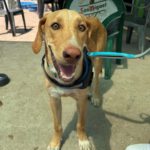 Labrador Mischling Bobby, 08/2024, ca. 60 cm