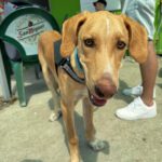 Labrador Mischling Bobby, 08/2024, ca. 60 cm
