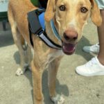 Labrador Mischling Bobby, 08/2024, ca. 60 cm