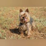 Yorkshire Terrier Boby, 12/2018, ca. 25 cm
