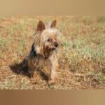 Yorkshire Terrier Boby, 12/2018, ca. 25 cm