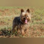 Yorkshire Terrier Boby, 12/2018, ca. 25 cm