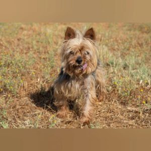 Yorkshire Terrier Boby, 12/2018, ca. 25 cm