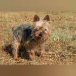 Yorkshire Terrier Boby, 12/2018, ca. 25 cm