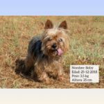 Yorkshire Terrier Boby, 12/2018, ca. 25 cm