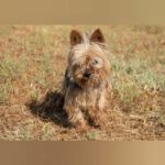 Yorkshire Terrier Boby, 12/2018, ca. 25 cm