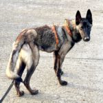 Malinois Mischling Bones, 11/2022, ca. 65 cm