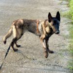 Malinois Mischling Bones, 11/2022, ca. 65 cm