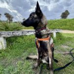 Malinois Mischling Bones, 11/2022, ca. 65 cm
