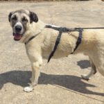 Mastin Borgo, ca. 05/2021, ca. 65 cm