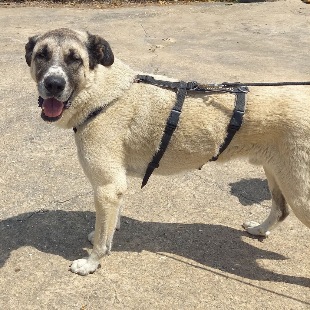 Mastin Borgo, ca. 05/2021, ca. 65 cm