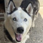 Husky Mischling Boris, 05/2023, ca. 55- 60 cm