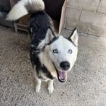 Husky Mischling Boris, 05/2023, ca. 55- 60 cm