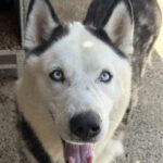 Husky Mischling Boris, 05/2023, ca. 55- 60 cm