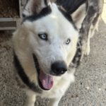 Husky Mischling Boris, 05/2023, ca. 55- 60 cm