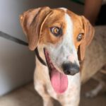 Pointer Mischling Brisa, 06/2023, ca. 50 cm