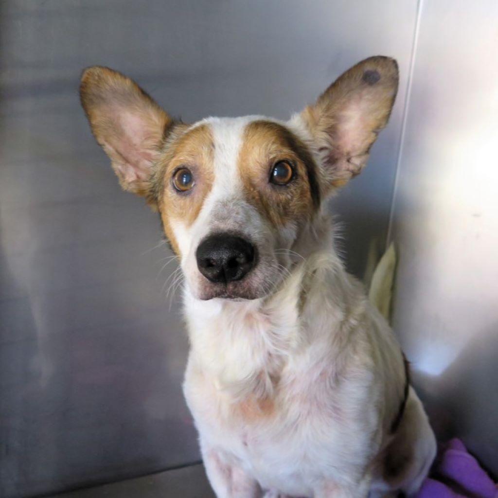 Mischling Bugui, 12/2017, ca. 35 cm