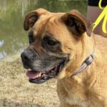 Boxer Mischling Bunia, 03/2019, ca. 55 cm