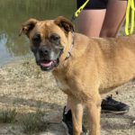 Boxer Mischling Bunia, 03/2019, ca. 55 cm
