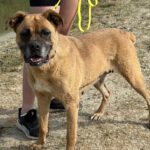 Boxer Mischling Bunia, 03/2019, ca. 55 cm