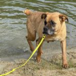 Boxer Mischling Bunia, 03/2019, ca. 55 cm